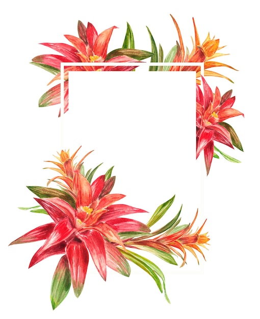 Tropische bromelia plant met rode en groene bladeren Frame in aquarel De illustratie