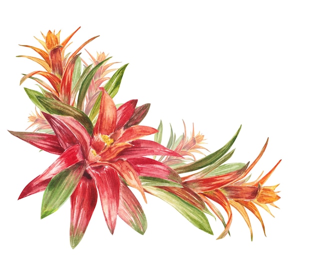 Tropische bromelia plant met rode en groene bladeren, handbeschilderd in aquarel De illustratie