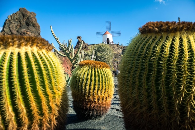 Tropische cactustuin in guatiza dorp lanzarote canarische eilanden spanje