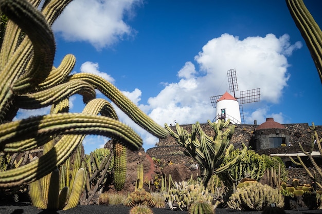 Tropische cactustuin in guatiza dorp lanzarote canarische eilanden spanje