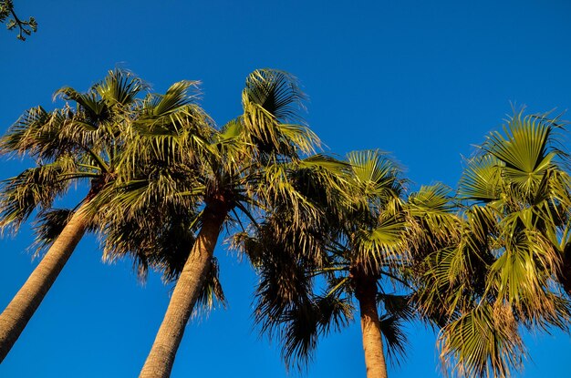 Tropische Canarische groene palmblad achtergrond