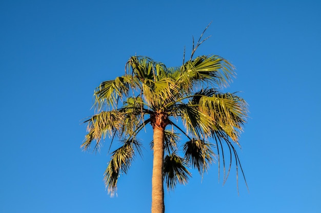 Foto tropische canarische groene palmbladachtergrond in de zomer