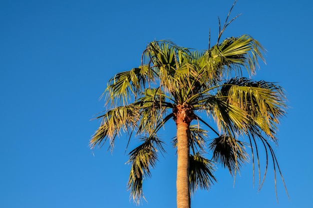 Tropische Canarische groene palmbladachtergrond in de zomer