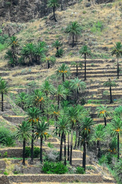 Tropische Canarische groene palmbladachtergrond in de zomer