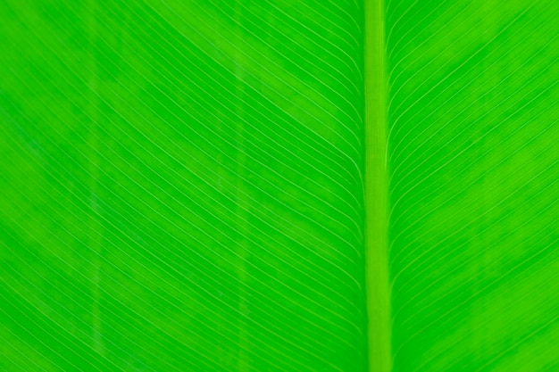 Tropische de aard groene achtergrond van de bladtextuur.