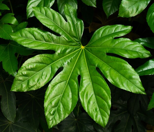 Tropische de textuurachtergrond van het aard groene blad