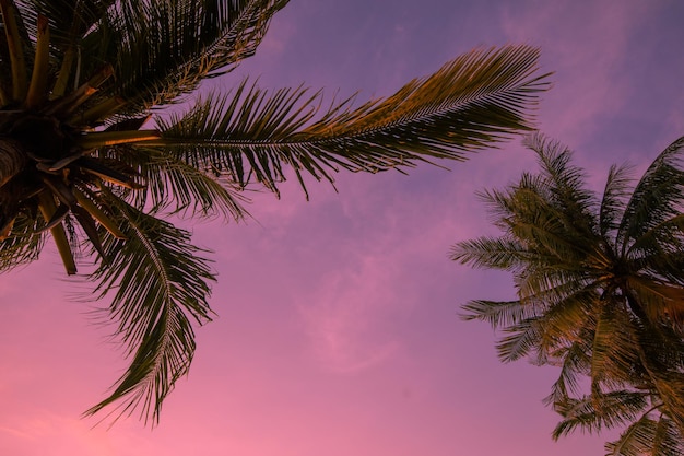 Tropische en exotische palmbomen op zonsondergang kleurrijke hemelachtergrond. Voor vakantieontwerp. Roze achtergrond.