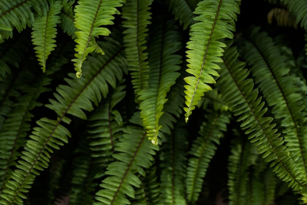 Tropische fern-struiken