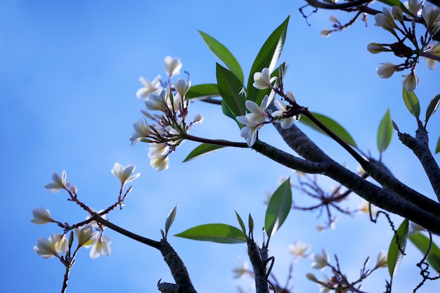 Tropische florabloemen