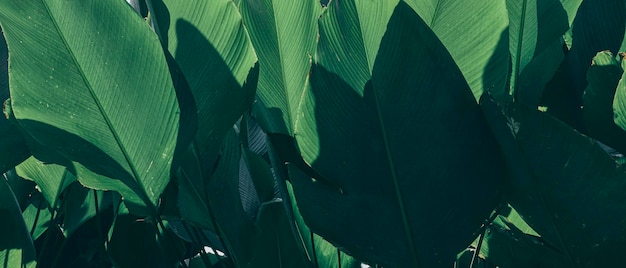 Tropische gebladerte groene natuurlijke achtergrond