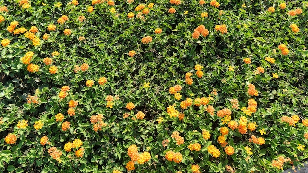 Tropische gele bloemen Lantana met groene bladeren, Cyprus.