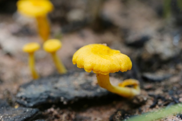 Tropische giftige paddestoelen die in het bos tot bloei komen.