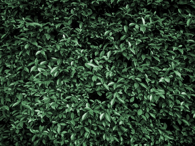 Tropische groene blad achtergrond.