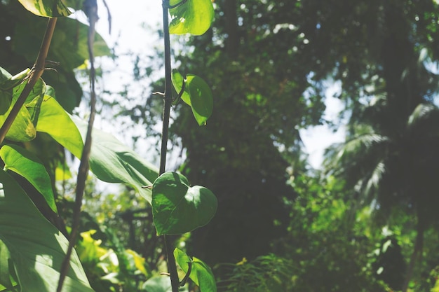 Tropische groene bladachtergrond