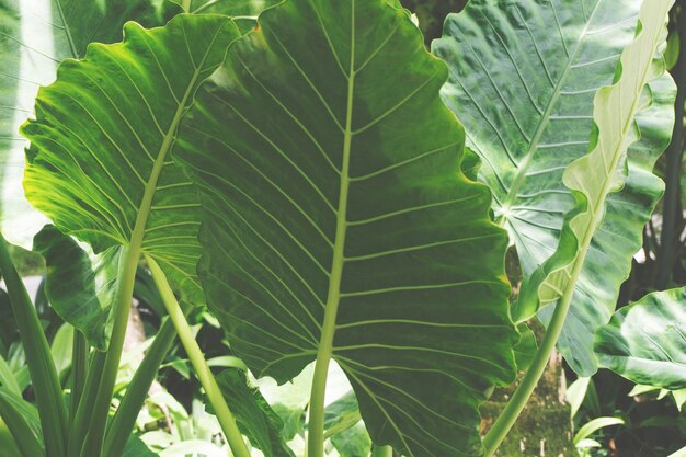 Tropische groene bladachtergrond