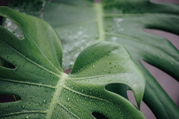 Tropische groene bladeren achtergrond Zomer concept