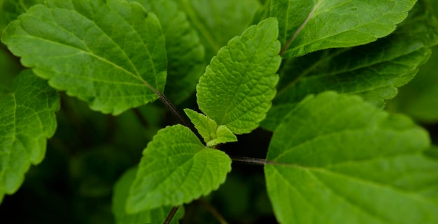 Tropische groene bladeren op de achtergrond natuur zomer bos plant concept