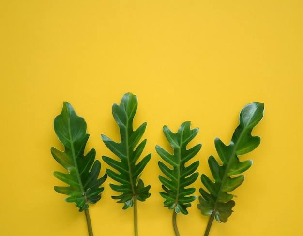 Tropische groene bladeren op levendige gele achtergrond met kopie ruimte. Natuur concept