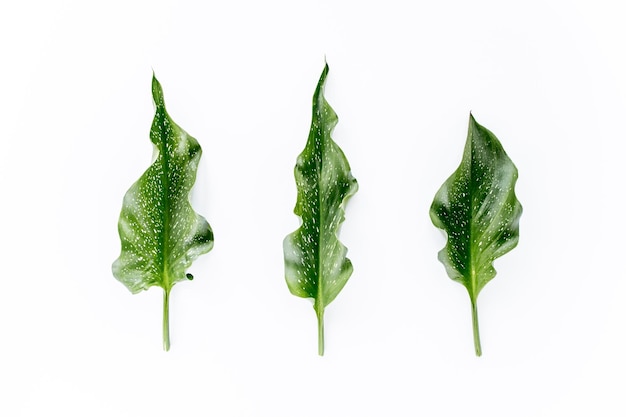 Tropische groene bladeren palmbladeren geïsoleerd op een witte achtergrond plat lag bovenaanzicht