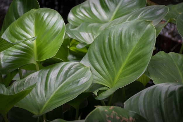 Tropische groene bladeren textuur achtergrond.