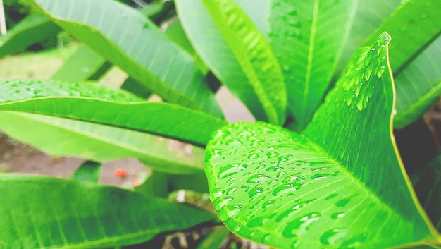 Foto tropische groene bladerenachtergrond met regendaling