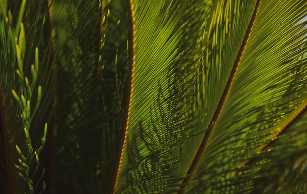 Tropische groene patroontextuur Palmbladtextuur palm kokosnoot gebladerte natuur groene achtergrond