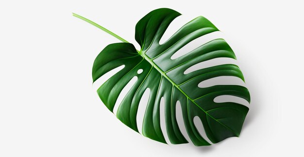 Tropische jungle monstera bladeren geïsoleerd op witte achtergrond AI gegenereerde afbeelding