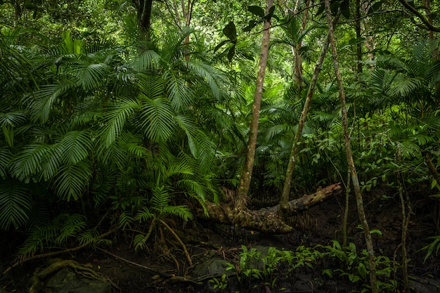 Tropische jungle, tropisch regenwoud met verschillende bomen.
