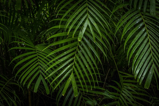 Tropische jungle, tropisch regenwoud met verschillende bomen.