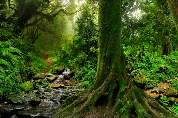 Tropische jungle van Zuidoost-Azië