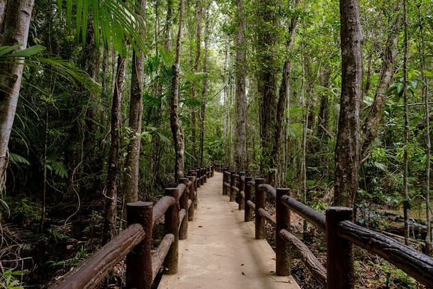 Tropische jungles van Zuidoost-Azië in de winter Thailand