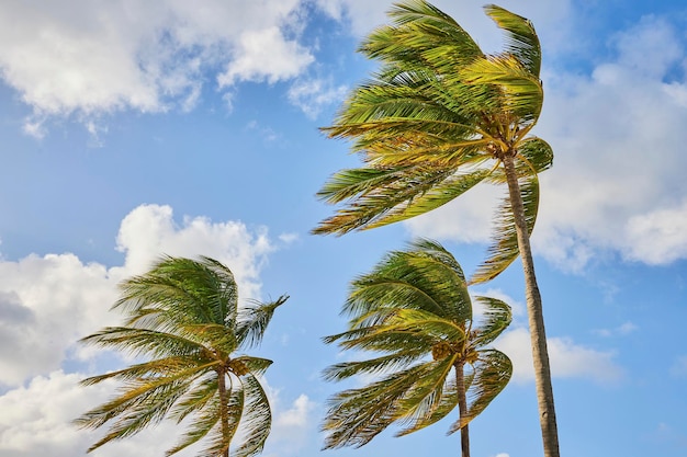 Foto tropische kokospalmen zwaaien in de lucht van nassau