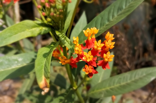 Tropische kroontjeskruid bloem Mexican Butterfly Weed