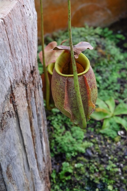 Tropische kruikplanten en apenbakkenNepenthesselectieve focus