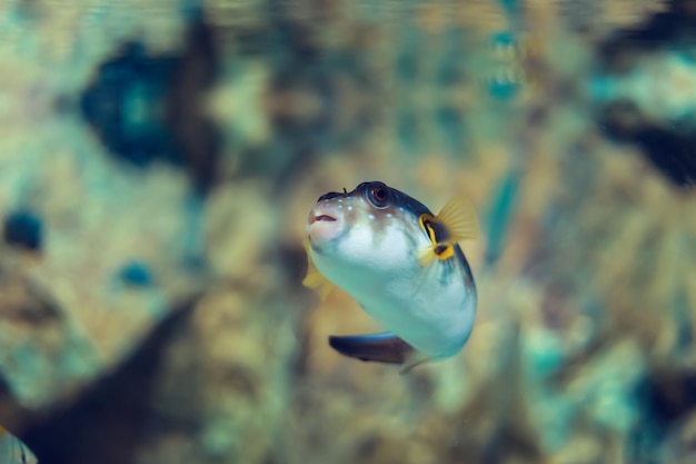 Foto tropische mariene vissen in het natuurlijke leefgebied