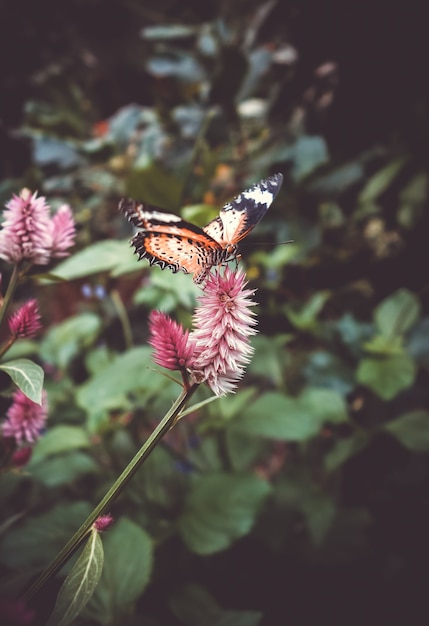 Tropische monarchvlinder op een blad in regenwoud