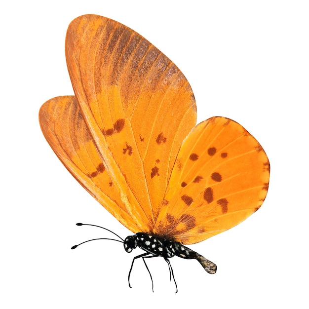 Tropische oranje vlinder geïsoleerd op wit