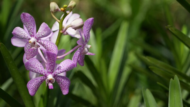 Tropische orchideebloem in lentetuin, weelderig gebladerte. Natuurlijke exotische bloemenbloesem en bladeren