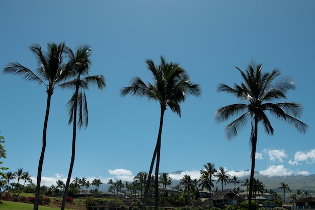 Tropische palm kokospalmen op hemel natuur achtergrond palmen landschap