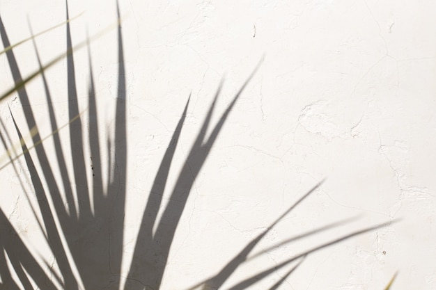 Tropische palm laat schaduwen op witte muur gestructureerde achtergrond. Zomer trendy concept.