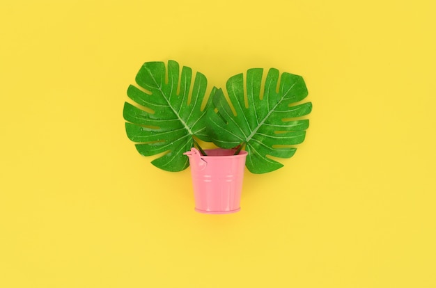 Tropische palm monstera bladeren ligt in een pastel emmer op een gekleurde. Plat lag trendy minimale samenstelling. Bovenaanzicht