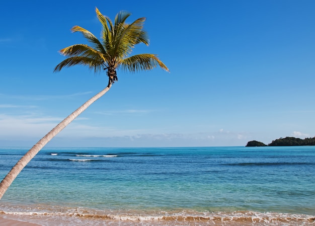 Tropische palm op de oceaankust