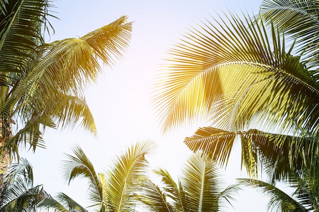Foto tropische palmblad achtergrond kokospalmen perspectief weergave