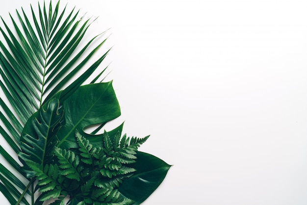 Tropische palmbladen met exemplaarruimte