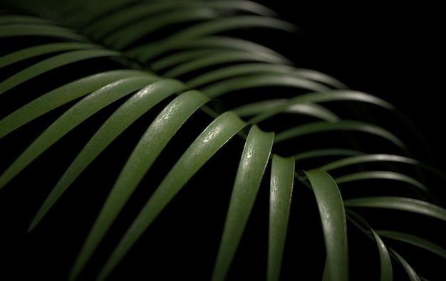 Tropische palmbladeren achtergrond