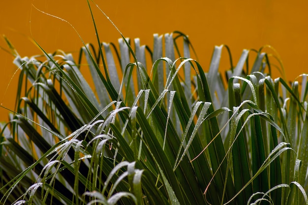 Tropische palmbladeren met regendruppeltjes voor natuurlijke achtergrond