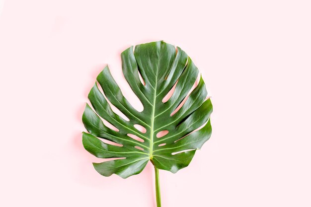 Tropische palmbladeren monstera op roze achtergrond plat lag bovenaanzicht minimaal concept