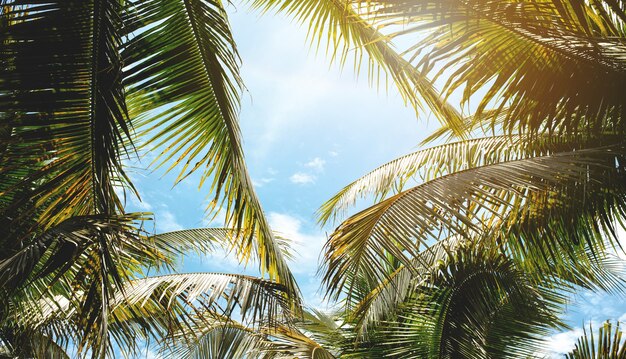 Tropische palmbladeren over hemelachtergrond vintage afgezwakt Zomer achtergrond concept