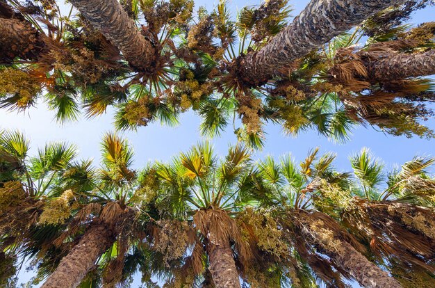 Tropische palmbomen groeien in een rij van onderaf tegen de lucht