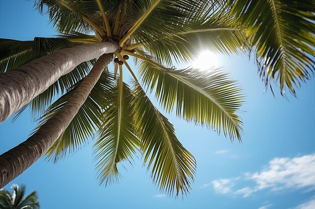 Foto tropische palmbomen onder blauwe lucht en zonneschijn op een zonnige dag